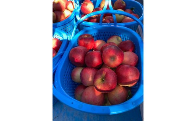 りんご 先行予約 サンふじ 秀品 約 3kg (7～11玉) フルーツ 果物 冬 2026年 12月発送