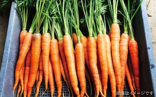 ☆キャンプにもおすすめ☆バーベキュー・グリル用朝獲れ野菜特選セット【福岡県糸島産】(7〜8人分) 糸島市 / オーガニックナガミツファーム 野菜 詰め合わせ 	[AGE039]