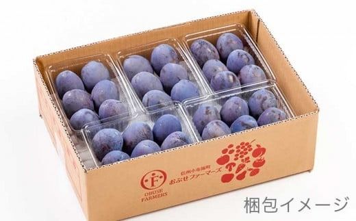 プルーン 約2kg ［おぶせファーマーズ］果物 フルーツ 生プルーン 産地 直送 クール便 冷蔵便 長野県産 信州産 令和7年産 【2025年7月下旬〜9月中旬発送】 ［F-21］