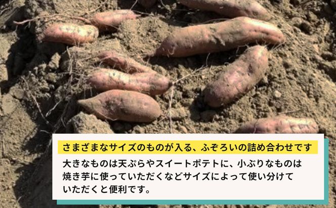 【産地直送】安納芋（淡路島産）土付き　約5kg　不揃い【栽培期間中、農薬・化学肥料不使用】さつまいも
