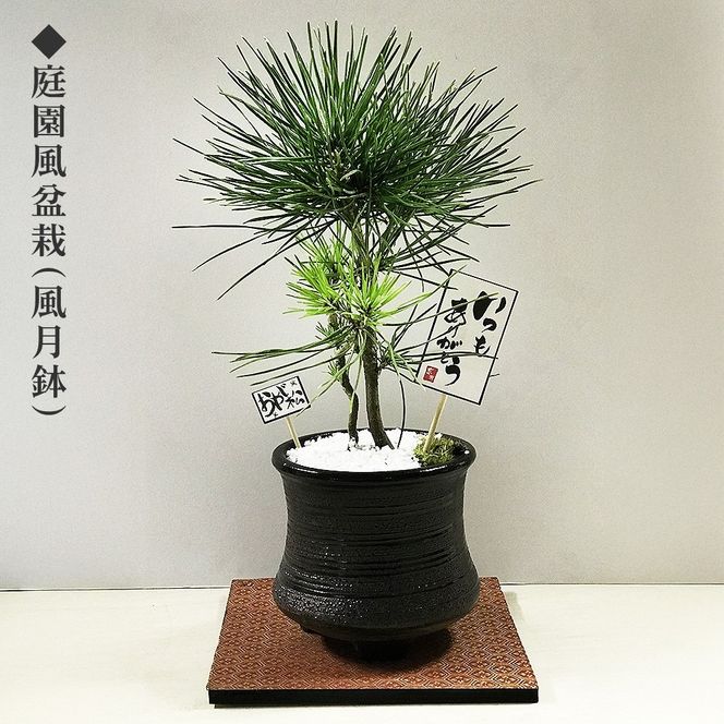 ミニ松 盆栽 | 盆栽 松 観葉植物 インテリア 癒し プレゼント ギフト 敬老の日 誕生日 お祝い 送料無料 岐阜 瑞穂市 はなのかファーム ※2026年6月～発送