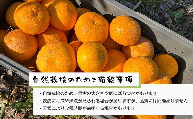 淡路島北淡産 露地栽培八朔（はっさく） -栽培期間中、農薬・除草剤・肥料不使用 -　約３kg