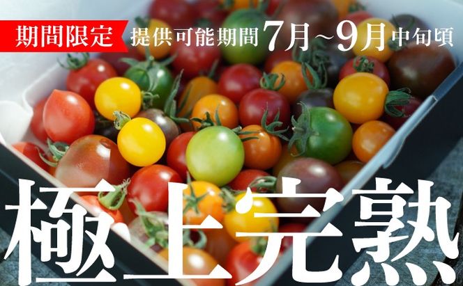 ＜先行予約＞カラフルミニトマトセット1.5kg【ffk-002】北海道 伊達市 野菜 新鮮 ふるさと納税 送料無料