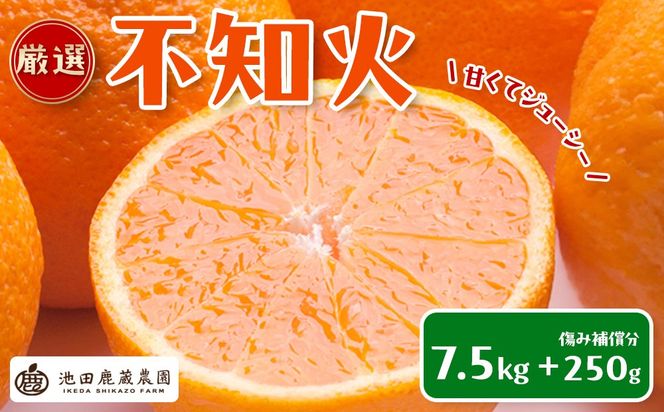 ［先行予約］厳選 不知火7.5kg+250g（傷み補償分）［デコポンと同品種・人気の春みかん］ 	CZ204