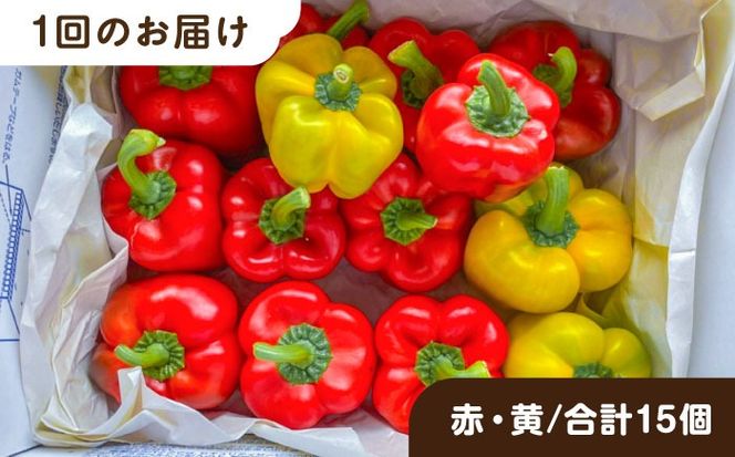 【全3回定期便】肉厚 パプリカ 15個 福岡県 糸島市 / シーブ 野菜 やさい[AHC070]