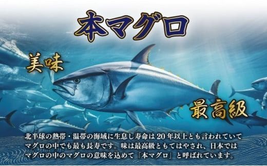 船元が直送! 厳選 天然 本マグロ 3種類 セット 合計約600g | 大トロ 200g・ 中トロ 200g・ 赤身 200g | ふるさと納税 限定 食べ比べ サク ブロック 魚 惣菜 刺身 鮪 まぐろ丼 父の日 お刺し身 さしみ 訳あり 訳アリ ワケアリ 魚介 手巻き寿司 海鮮丼 漬け丼 冷凍 高知県 室戸市 合栄丸