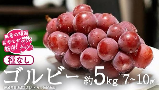 ゴルビー 約5kg (7~10房) 【2026年9月より発送開始】（茨城県共通返礼品 [ぶどう]：結城市産）  ぶどう ブドウ 葡萄 果物 フルーツ 茨城県産 [BI422-NT]