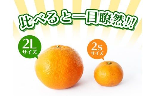 ボリューム満点！大玉  温州みかん 2kg  ※秀優混合【2L～3Lサイズ】【2025年12月から2026年２月下旬頃に順次発送】＜味好農園＞/ 温州 蜜柑 みかん 柑橘 果物 フルーツ ミカン 甘い 美味しい【agy042】