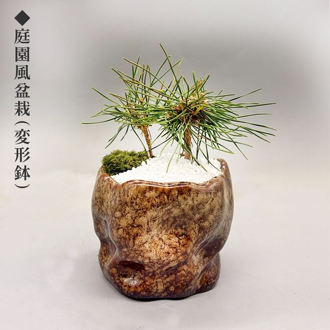 ミニ松 盆栽 | 盆栽 松 観葉植物 インテリア 癒し プレゼント ギフト 敬老の日 誕生日 お祝い 送料無料 岐阜 瑞穂市 はなのかファーム ※2026年6月～発送