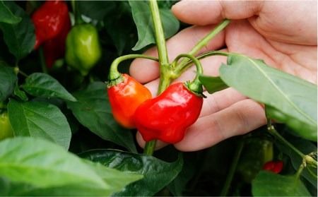 浅漬けの素 ハバネロ しょうゆ 100ml《糸島》【シェフのごはんやさん四季彩】【いとしまごころ】[ACC012] 醤油 タレ 漬けたれ 浅漬け 漬物 漬け物 調味料 ハバネロ 辛い