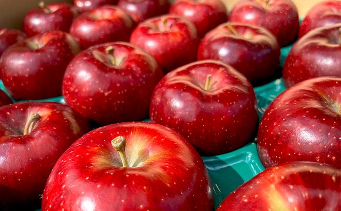 【2026年9月～発送】贈答用 葉とらず秋映 約3kg リンゴ りんご フルーツ 果物 お取り寄せ 長野県 山ノ内町