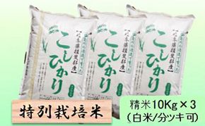 【令和7年産】特別栽培米 30kg【白米、7分ツキ】（コシヒカリ）