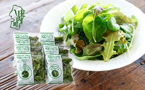 庄内産 ベビーリーフミックス 40g×8袋 土耕栽培 サラダ スムージー 若葉 野菜 生野菜 新鮮 山形県 冷蔵