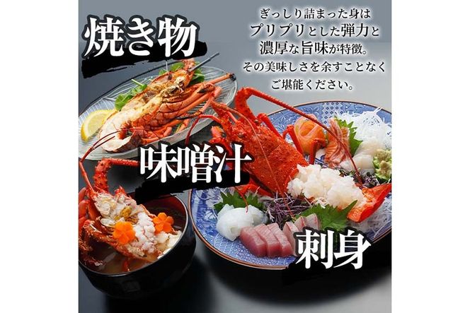 ＜ 数量限定 期間限定 ＞天然！門川町産活き伊勢海老(計500g・約1～2尾) エビ えび 刺身 魚介 海鮮 朝獲れ 国産 【O-13】【門川漁業協同組合】