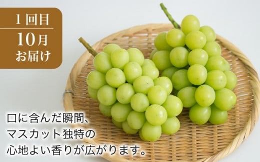 秋と冬のシャインマスカット2回定期便 約1kg × 2回 合計 約2kg ［小布施屋］ フルーツ ぶどう 果物 くだもの 葡萄 ブドウ 長野県産 信州産 クール便 冷蔵便 数量限定 先行予約 送料無料 令和7年産 【2025年10月～12月発送】 ［J-8］