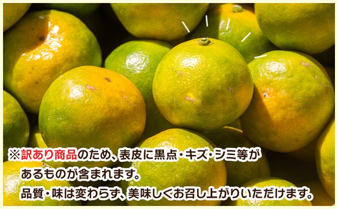 グリーンみかん(2S～Mサイズ) 5kg 家庭用 【2026年出荷分】丸萬農園 mn-0016