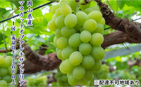 ぶどう 2026年 先行予約 マスカット ・オブ・アレキサンドリア 1房（秀品以上、730g以上）化粧箱入り ブドウ 葡萄 岡山県産 国産 フルーツ 果物 ギフト マスカットオブアレキサンドリア 730ｇ