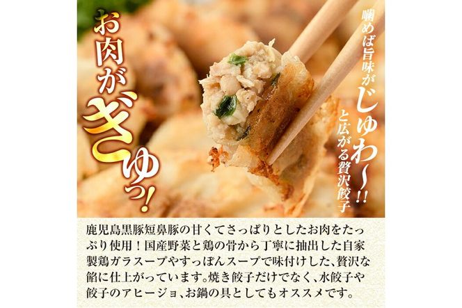 ＜容量・定期便が選べる＞鹿児島黒豚「短鼻豚」無添加餃子セット(48個・96個・3回定期便)【鹿児島ますや】姶良市 ギョーザ 餃子 無添加 惣菜 おかず おつまみ 冷凍 黒豚 国産野菜 ぎょうざ a441 a442 a880