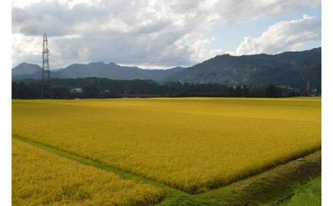 米 定期便 12ヶ月 新之助 5kg 精米 白米 お米 新潟米新之助  新潟米 新潟 十日町市 定期 12回