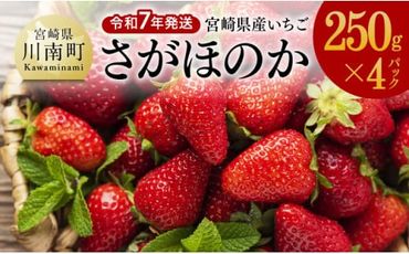 令和7年発送　宮崎県産いちご「さがほのか」250ｇ×4パック 【 先行予約 期間限定 果物 イチゴ 苺 フルーツ 】 [D03805]