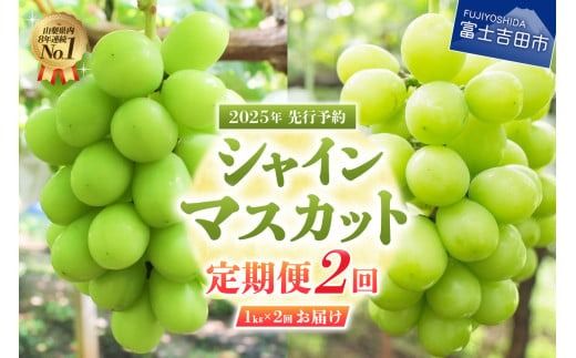 [2025年先行予約][2回定期便]ジューシーで甘さ抜群 厳選 シャインマスカット 1kg×2回配送 山梨県産 ぶどう 果物 フルーツ 旬 山梨県 高級 2025年 先行予約 山梨 富士吉田