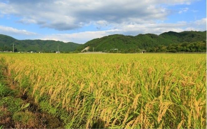 ＜全9回定期便＞ 真庭市産コシヒカリ 米ぬか 牡蠣栽培米 『 一心良米 』 白米 ５kg×9回 【令和7年産】 / お米 いっしんりょうまい 岡山県 米 こしひかり 人気 ブランド 2025年産 【tkns-tkb027-cho】