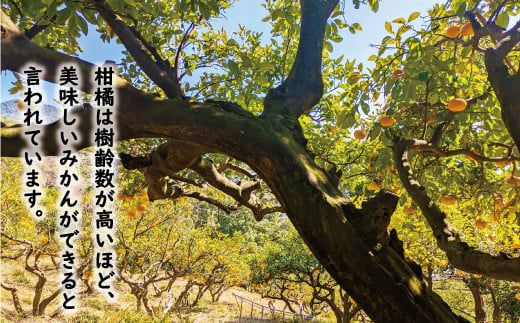 数量限定 先行予約 訳あり 木成り 完熟 甘夏 10kg 7000円 樹齢 50年 みかん あまなつ 夏みかん グレープフルーツ だいだい 家庭用 事前 予約 受付 産地直送 国産 農家直送 糖度 果樹園 期間限定 特産品 ゼリー マーマレード ピール ジュース デザート 等に 人気 甘い おいしい フルーツ 果物 柑橘 蜜柑 規格外 減農薬 あいなん総合ファクトリー 愛南町 愛媛県
