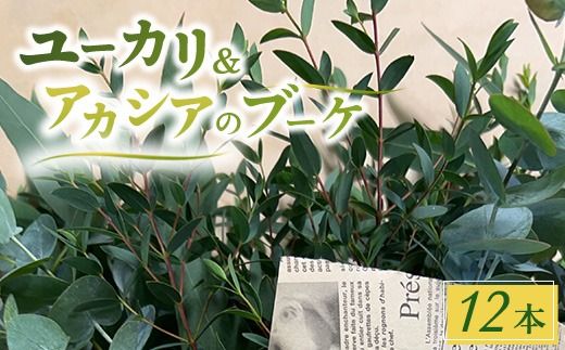 ユーカリ、アカシアのブーケ 12本セット ※2026年10月上旬～11月下旬頃に順次発送予定 ※離島への配送不可