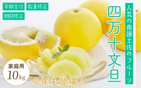 四万十 文旦 家庭用 10kg 早期受付 期間限定 数量限定 人気 ぶんたん 土佐文旦 ブンタン 冬 旬 限定 国産 フルーツ 果物 柑橘 高知 四万十 しまんと お取り寄せ 産地直送 【配送時期：2026年2月下旬～3月上旬】25-782