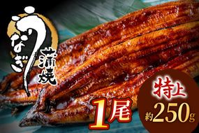 うなぎ蒲焼き1尾セット(約250g×1尾セット)【魚住商店】_HA1963 うなぎ 鰻 蒲焼 真空パック 福岡県宗像市 宗像市 福岡 宗像