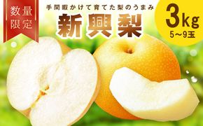 【先行予約／数量限定100】新興梨 3kg（2026年10月中旬～発送）　ふるさと納税　フルーツ くだもの 国産 梨 新興梨　先行予約 ふるさと納税 梨　FK00035