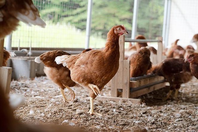 平飼い有精卵　香草卵60個入り（54個+破卵補償6個）｜安心安全　こだわり　たまご　生卵　鶏卵　国産　タマゴ