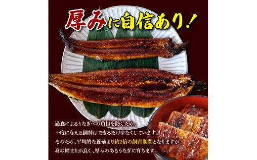 【数量限定】うなぎ うなぎ蒲焼き 国産 特大 3尾セット タレ付き 1尾200g超え 仁淀川 太化うなぎ おいしい 人気 冷凍 夏【株式会社山本養鰻】 [BQAL001]