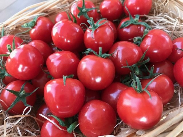 金賞受賞 大好評 1月〜6月毎月発送 6か月楽しめる 長田農園 旬 スペシャル 定期便 6回 ジュエリートマト トマトベリー さくらんぼトマト フルーツトマト ミニトマト トマトジュース にんじん 新たまねぎ セット 野菜 新鮮 産地直送 愛知県 碧南市 送料無料 H004-166