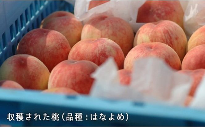 桃 2026年 先行予約 桃 早生種 約900g 3～4玉 もも モモ 岡山県産 国産 フルーツ 果物 ギフト