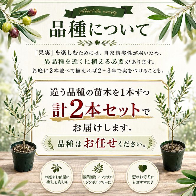 【 小豆島 】【2026年3月より発送】瀬戸内のオリーブ苗木2本セット 植物 インテリア 観葉植物 