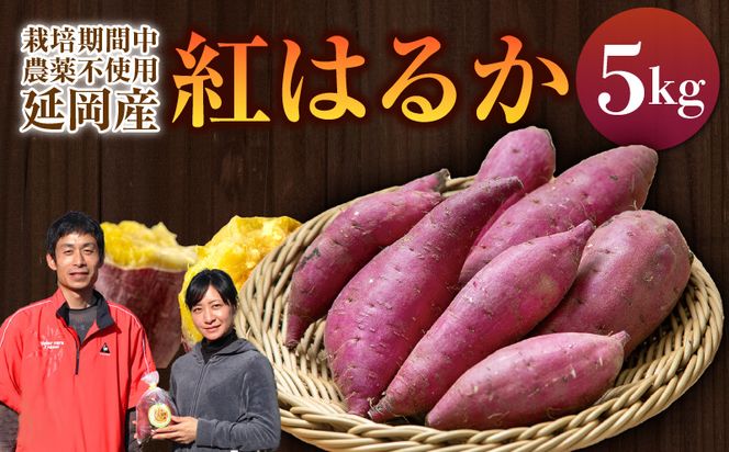 さつまいも 紅はるか 5kg　N063-YA3385