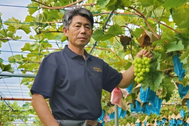 葡萄の枝様 リクエスト 2点 まとめ商品 苗木】恋人 2本～29本セット【予約商品】【11月便】 – 志村