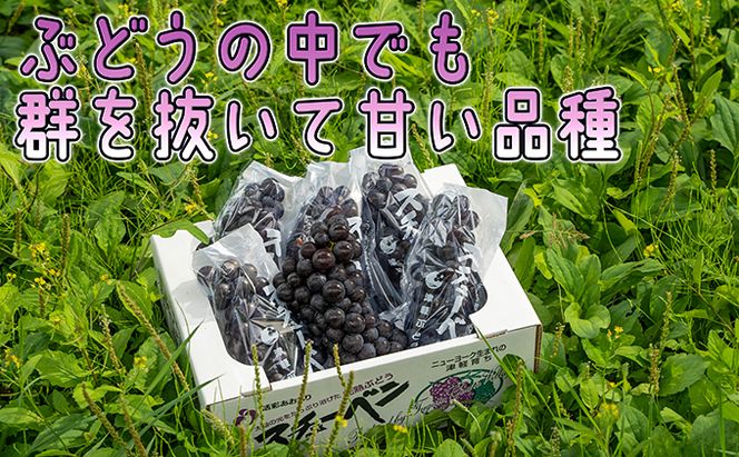 1～2月 津軽ぶどう村 秀品 スチューベン ぶどう 約 3kg  訳あり 家庭用 【 青森ぶどう 青森県鶴田町産 11月 12月 果物 フルーツ ポリフェノール 甘い 高糖度 美味しい 