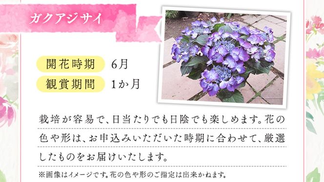 ≪先行予約≫ガク アジサイ 【 おまかせ 1点 】【2026年4月上旬頃より発送開始】 植物 花 インテリア フラワー 紫陽花 お花 園芸 初夏 梅雨 ガーデニング  [BG006us]