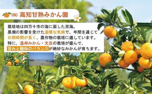 【早期受付・数量限定】熟成の土佐文旦5kg 家庭用 予約 先行受付 大人気 リピーター フルーツ 果物 旬 文旦 ぶんたん ブンタン 土佐文旦 柑橘 オススメ 四万十 しまんと 高知 産地直送 農家直送 【2026年2月下旬より発送】R7-551