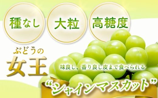 茨城県常総市産 シャインマスカット 約3kg｜ぶどう ブドウ 葡萄 果物 フルーツ 贈り物 ※2026年8月中旬～9月中旬頃に順次発送予定