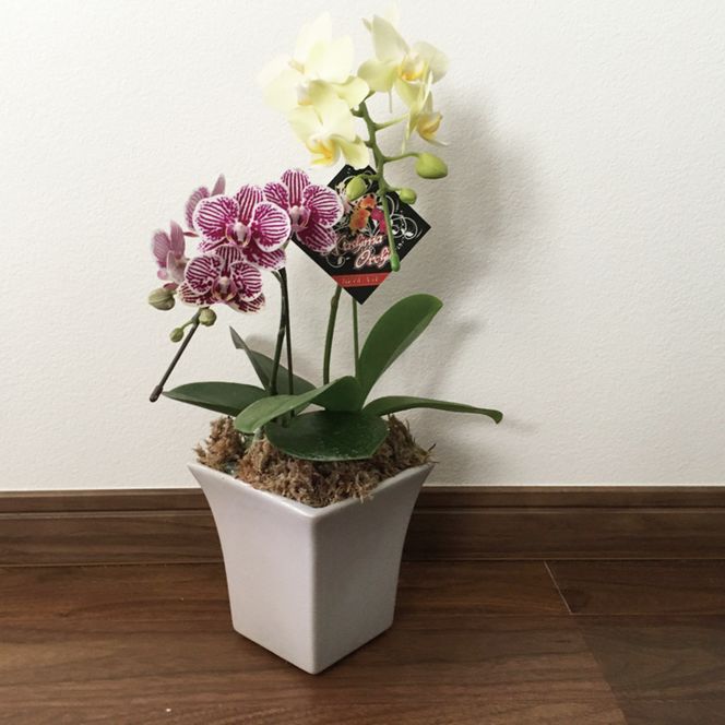 おまかせミニ胡蝶蘭（2本寄せ14輪以上）【陶器鉢】【お花 花 コチョウラン 胡蝶蘭 蘭 贈り物 プレゼント 誕生日 お祝い 誕生日 母の日 父の日 敬老の日 鹿嶋市 茨城県】（KAR-4）