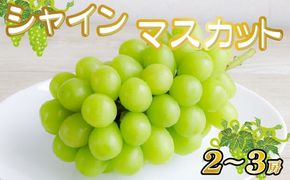 【産直もぎたて】シャインマスカット 1.3kg程度（2～3房 果実 くだもの フルーツ ブドウ 贈答用 限定）