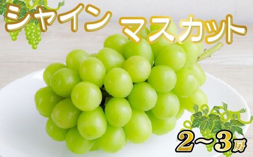 【産直もぎたて】シャインマスカット 1.3kg程度（2～3房 果実 くだもの フルーツ ブドウ 贈答用 限定）