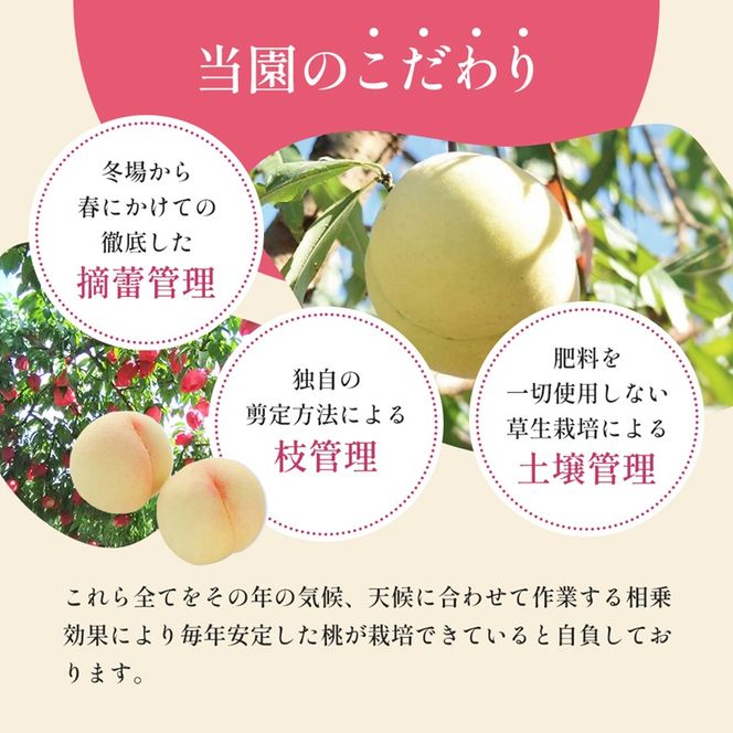 桃 2027年 先行予約 7月の旬な 白桃 をお届け！3玉 約900g もも モモ 岡山県 赤磐市産 国産 フルーツ 果物 ギフト あみかフルーツ 岡山の桃 旬のフルーツ 柔らかい ジューシー 産地直送 旬の桃