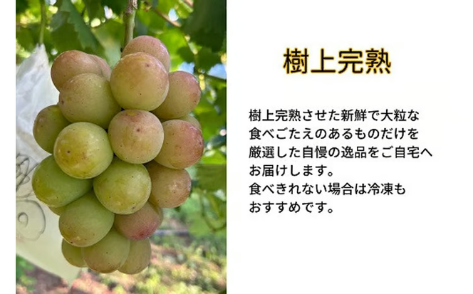 【2026年先行予約】ぶどう岡山県産 【訳あり】 悟紅玉800g以上（2房）産地直送 朝採れ / ぶどう 葡萄 ブドウ 先行予約 くだもの フルーツ 真庭市【kgftmt019-02】