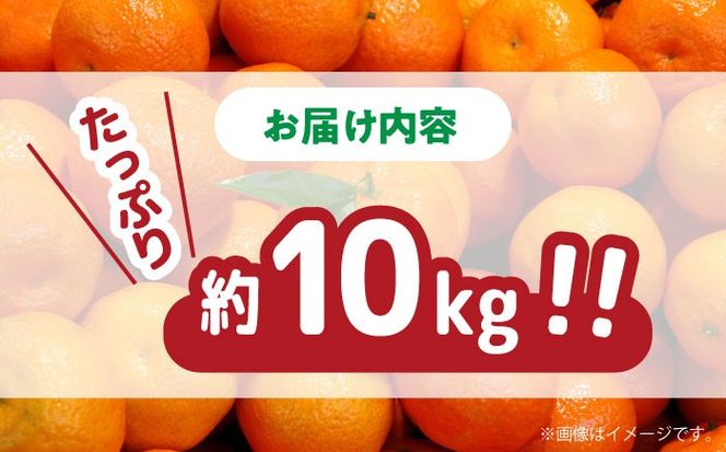 【2024年11月下旬〜発送】【高糖度】 温州みかん 約10kg / みかん 南島原市 / 南島原果物屋 [SCV012]