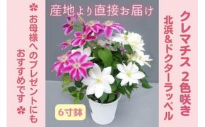 【先行予約】【長谷川園芸】クレマチス６寸２色咲き〔北浜×ドクターラッペル〕１鉢 【母の日 ギフト プレゼント 贈答 花のある生活】(AT214)