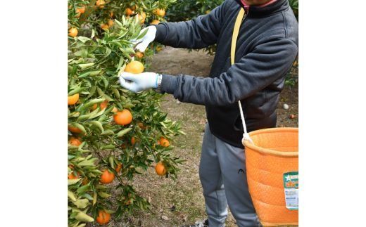 ちたポン（ぽんかん）5kg｜あいち知多のぽんかん 太田ぽんかん ポンカン フルーツ 果物 果実 かんきつ みかん ミカン 蜜柑 期間限定 数量限定 美浜町 愛知県 知多半島 国産　※北海道・沖縄・離島への配送不可　※2026年1月中旬～2月中旬頃に順次発送予定